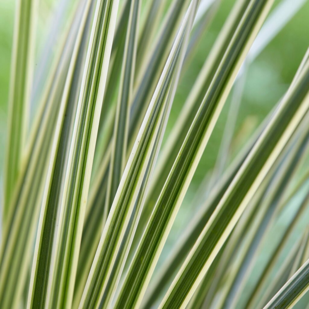 Lomandra longifolia ‘White Sands’ 2L 5023242387642