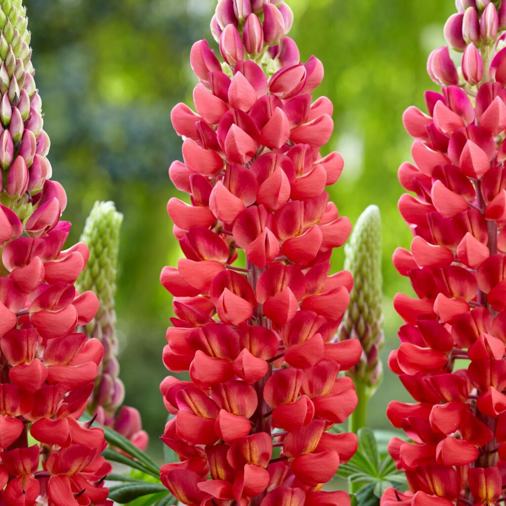 Lupinus ‘Beefeater’ 3L 5023242378855 2