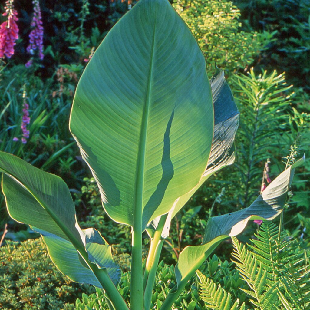 Musa lasiocarpa 3L 5023242258089