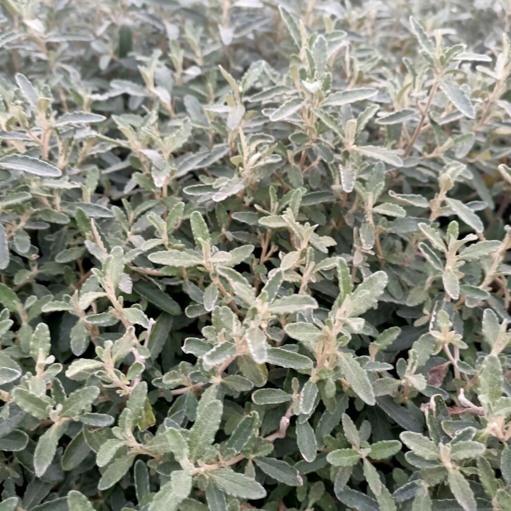 Olearia scilloniensis ‘Compacta’ 3L 5023242385631 2