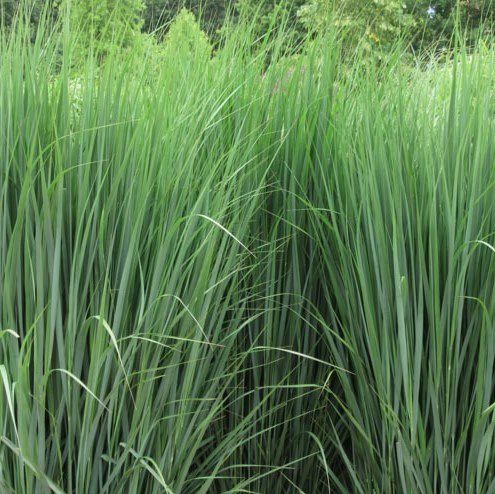 Panicum virgatum ‘Northwind’ 3L 5023242351858