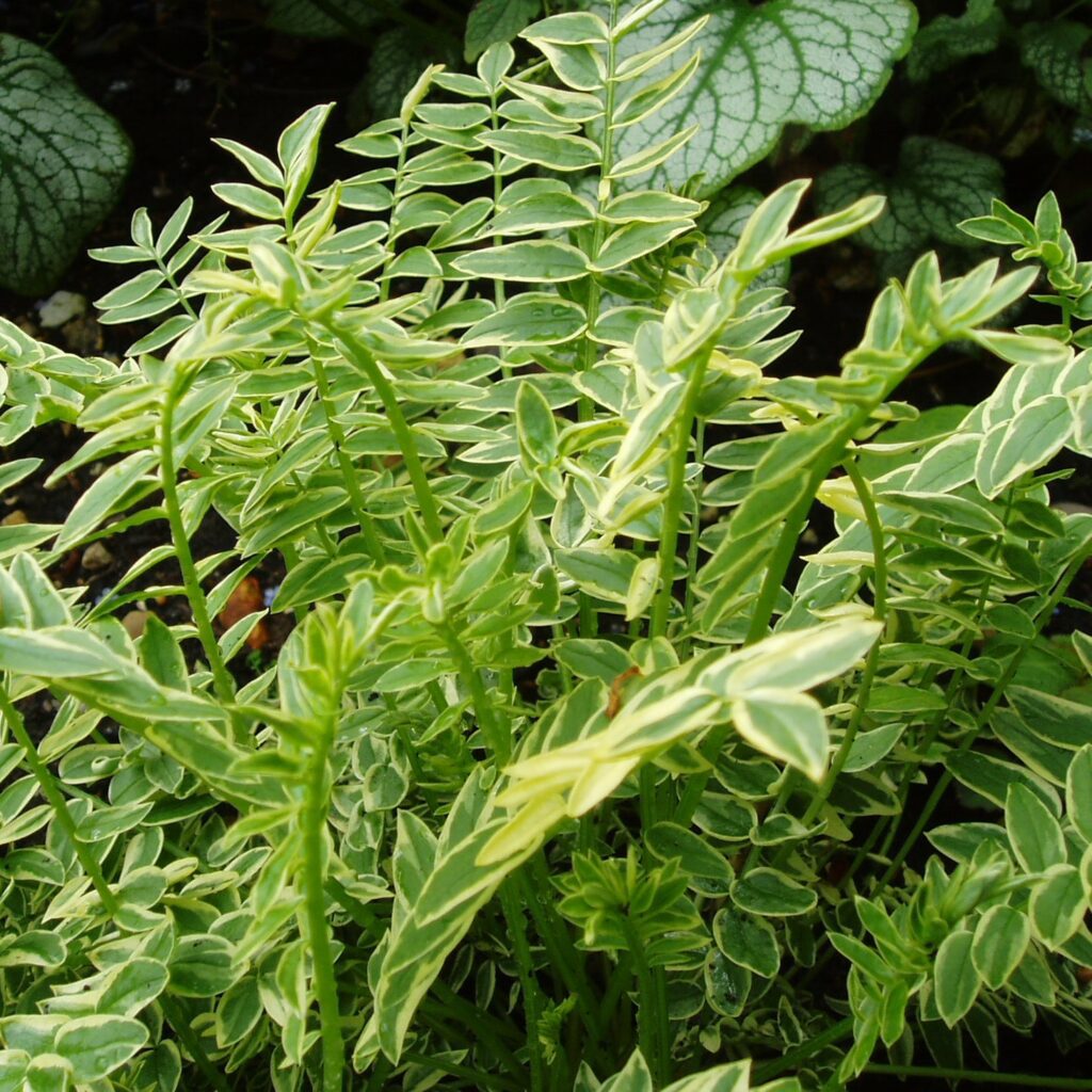 Polemonium ‘Brise d’Anjou’ 2L 5023242339412