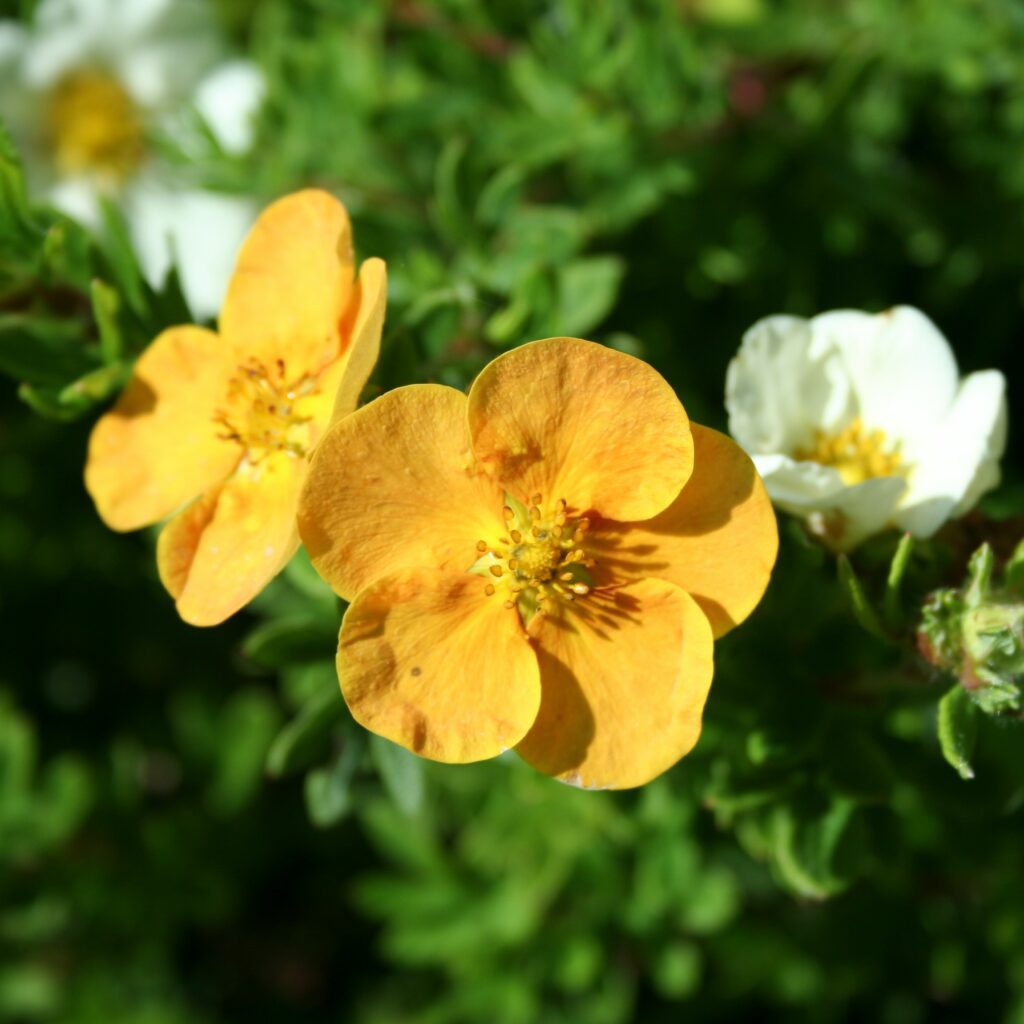Potentilla fructicosa ‘Tangerine’ 3L 5023242387512
