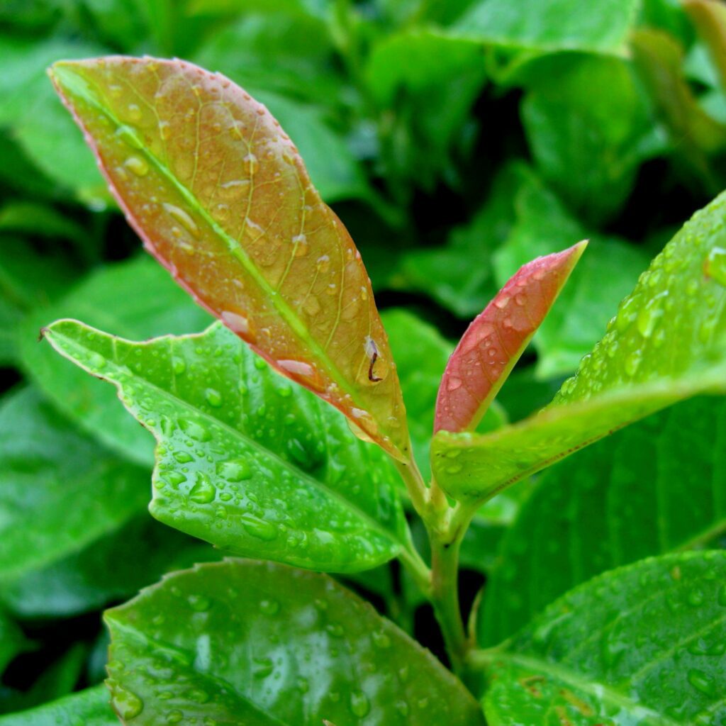 Prunus laurocerasus ‘Etna’ 3L 5023242385426