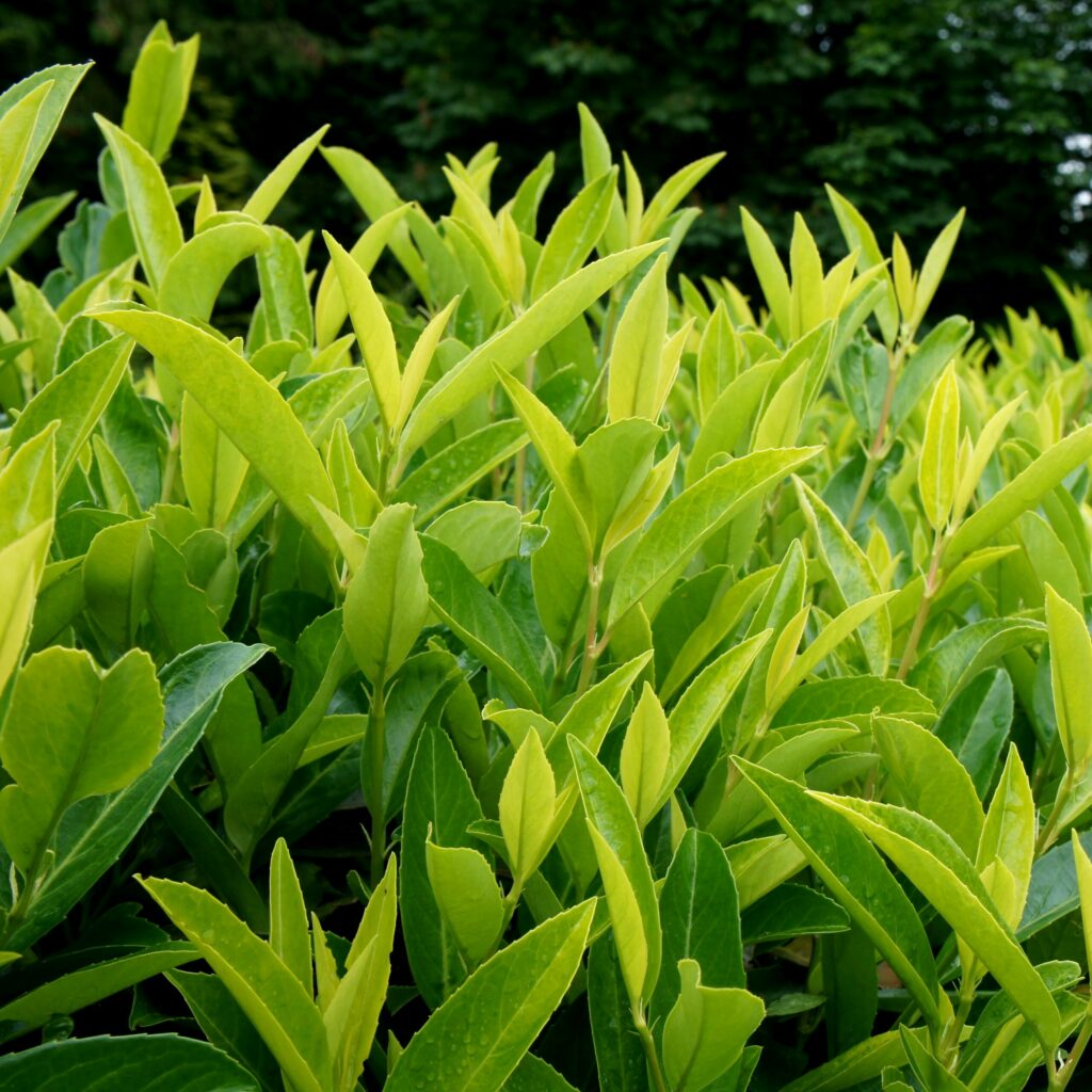 Prunus laurocerasus ‘Goris Gold’ 3L 5023242385204