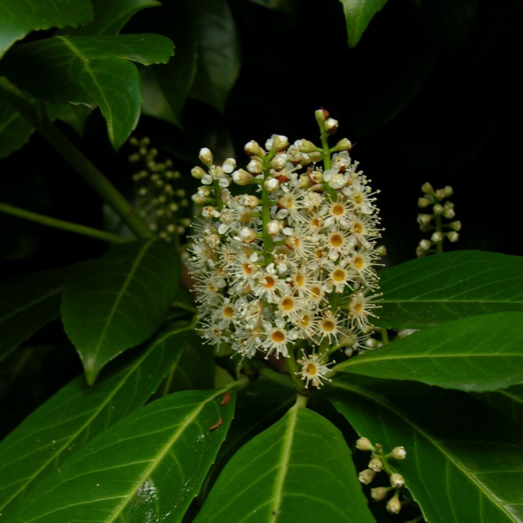 Prunus laurocerasus 3L 5023242379487