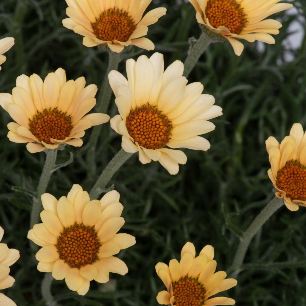 Rhodanthemum hosmariense ‘Zagora Yellow’ 3L 5023242388571