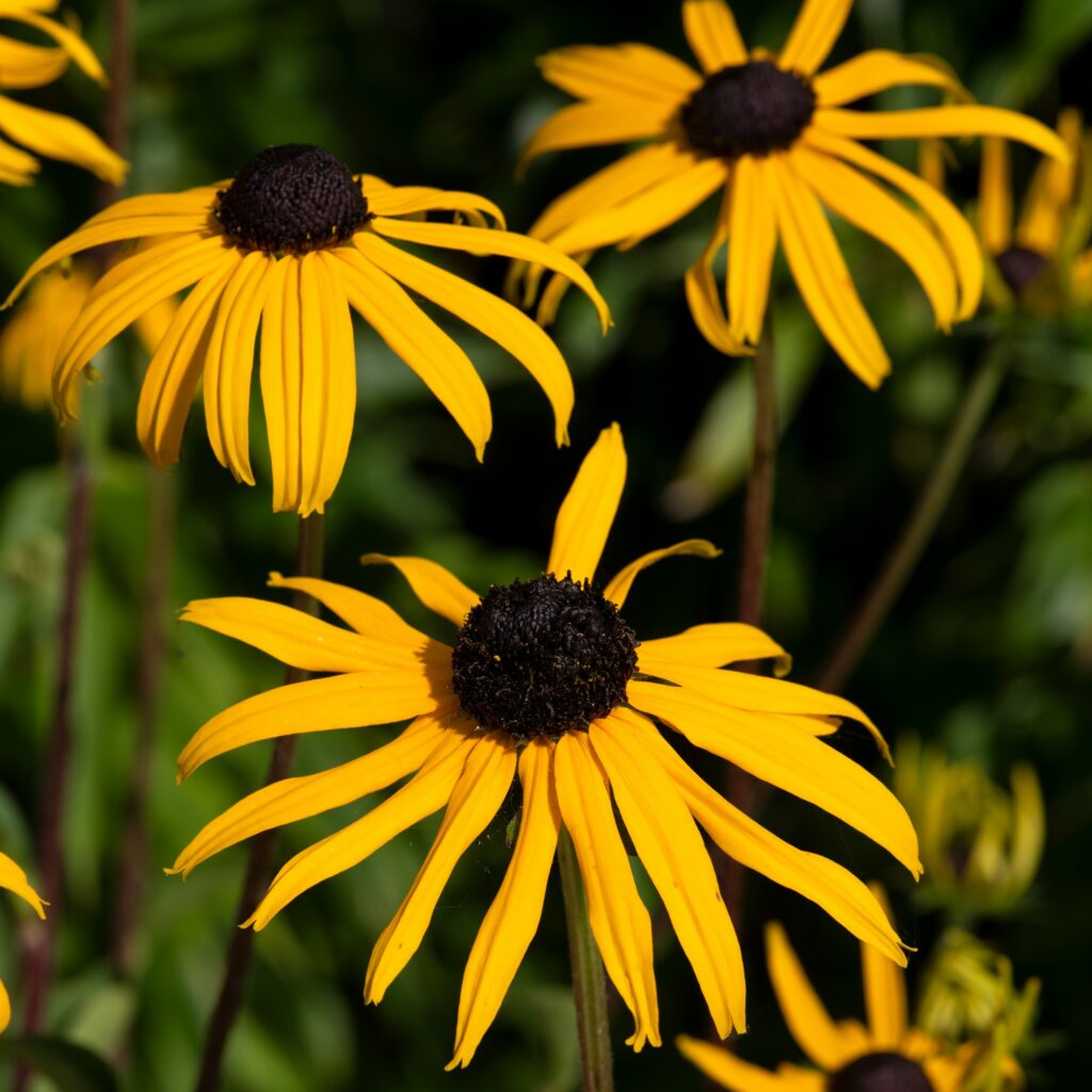 Rudbeckia fulgida ‘Goldblitz’ 3L 5023242388595