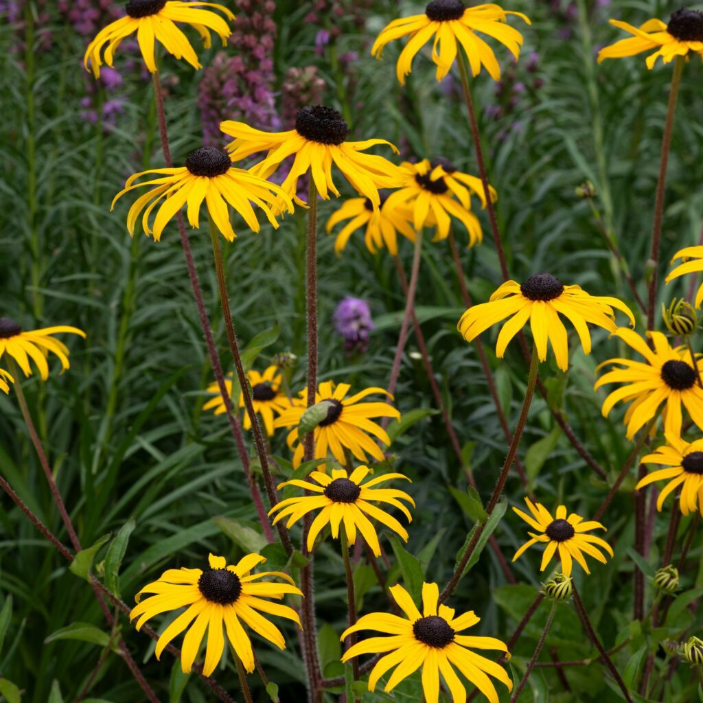 Rudbeckia fulgida ‘Goldblitz’ 3L 5023242388595
