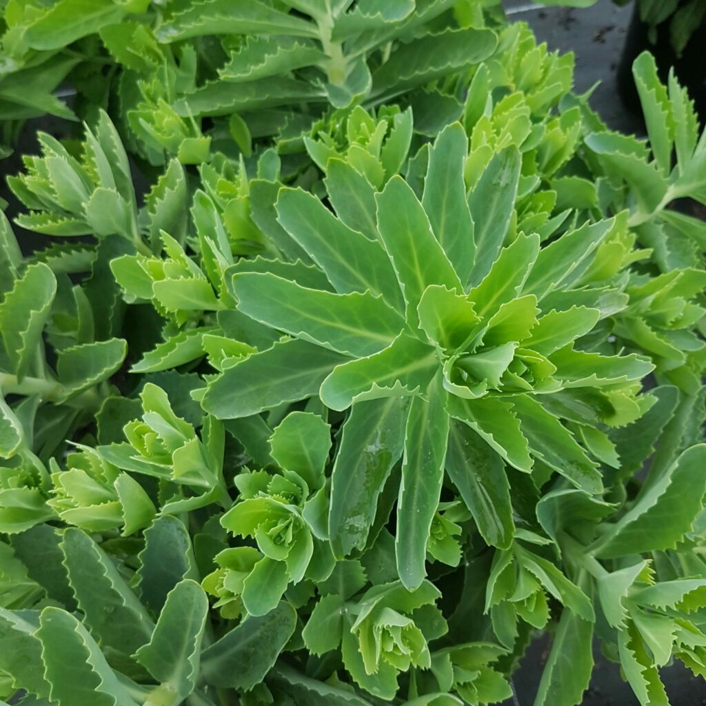 Sedum Matrona 5023242334004