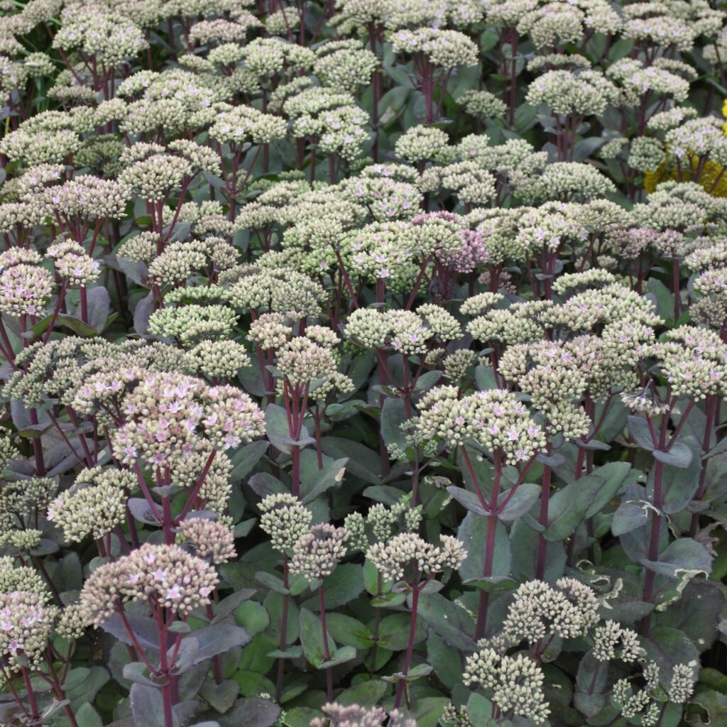 Sedum Matrona 5023242334004