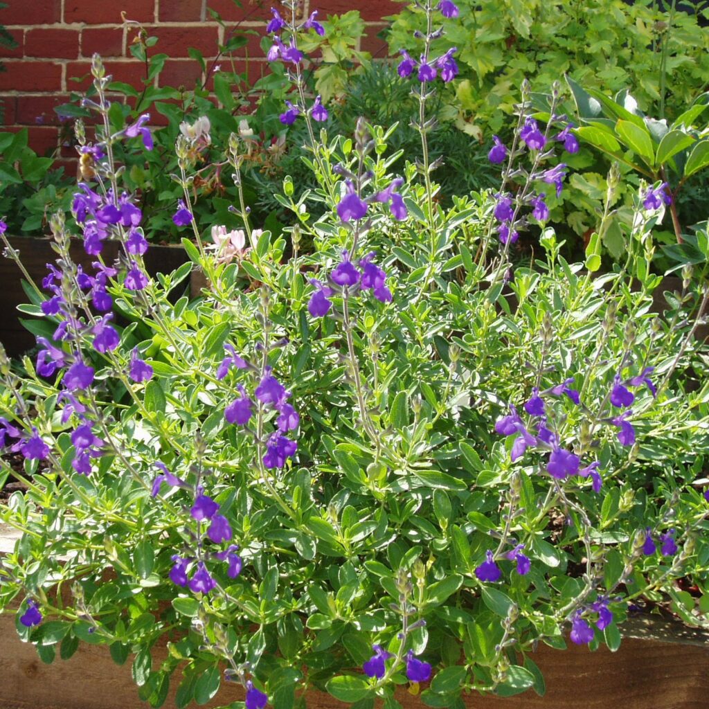 Salvia ‘Blue Note’ 3L 5023242347929