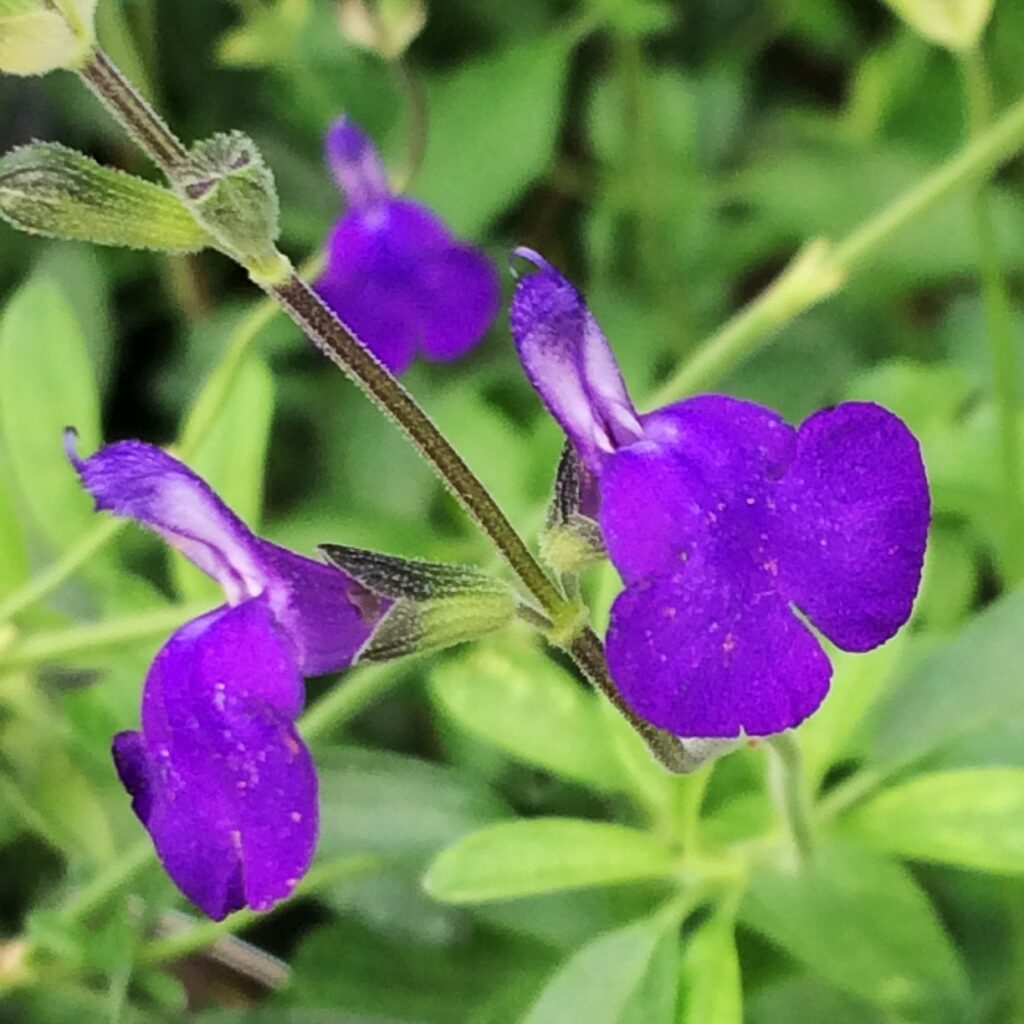 Salvia ‘Blue Note’ 3L 5023242347929