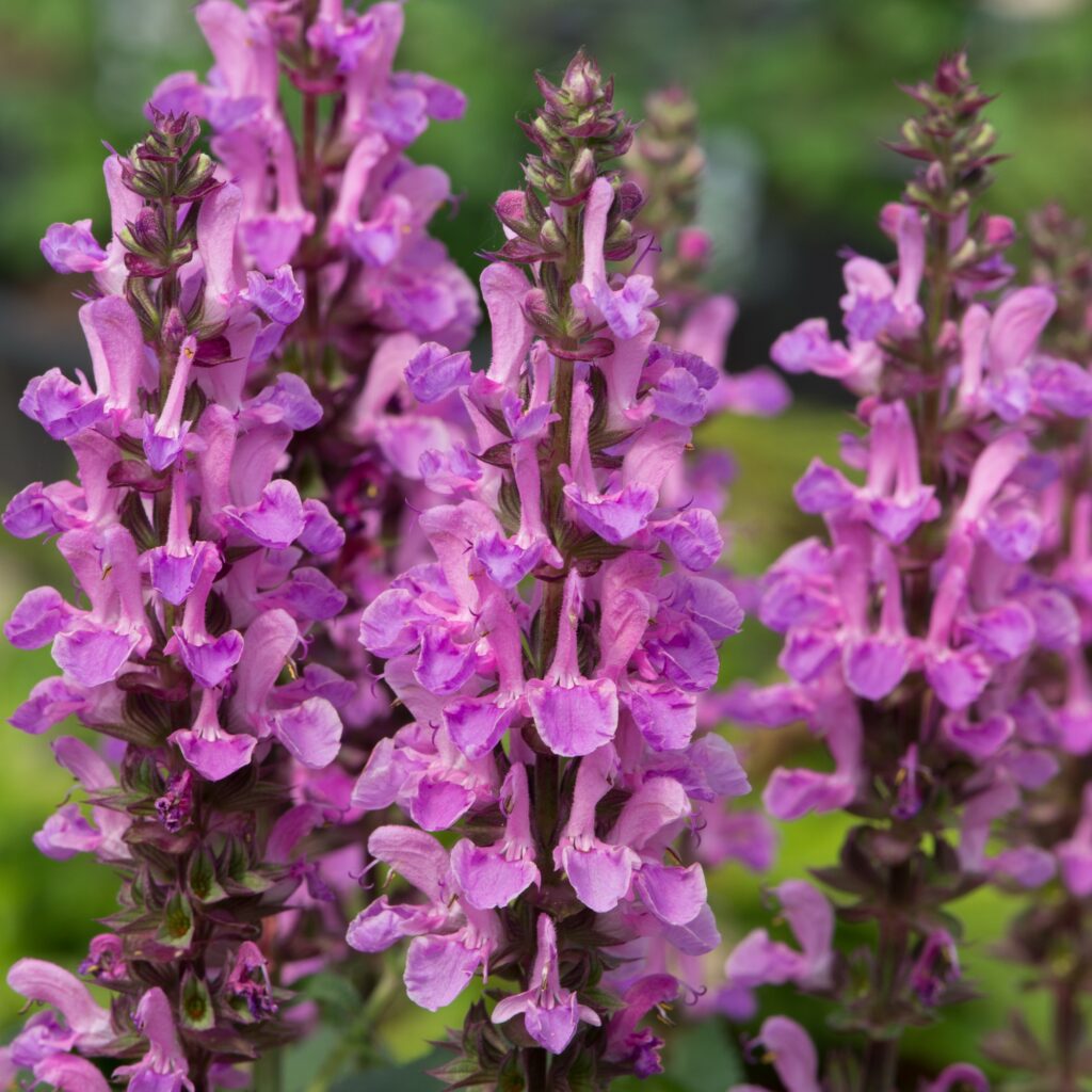 Salvia sylvestris ‘Rose Marvel’ 3L 5023242387888