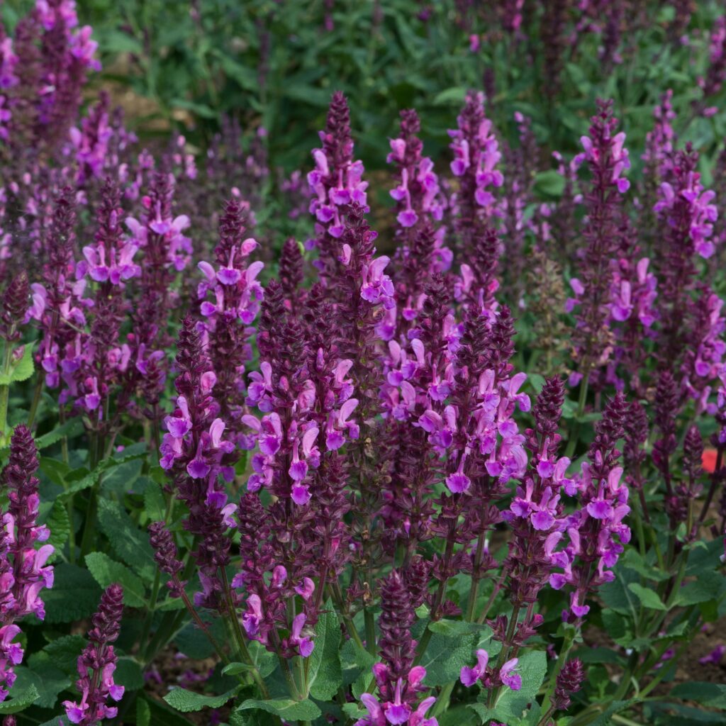 Salvia sylvestris ‘Rose Marvel’ 3L 5023242387888
