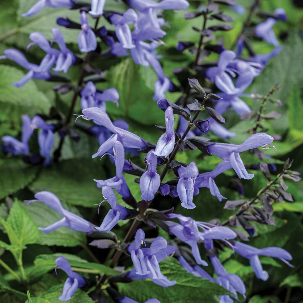 Salvia Rockin Blue Suede Shoes 5023242388618