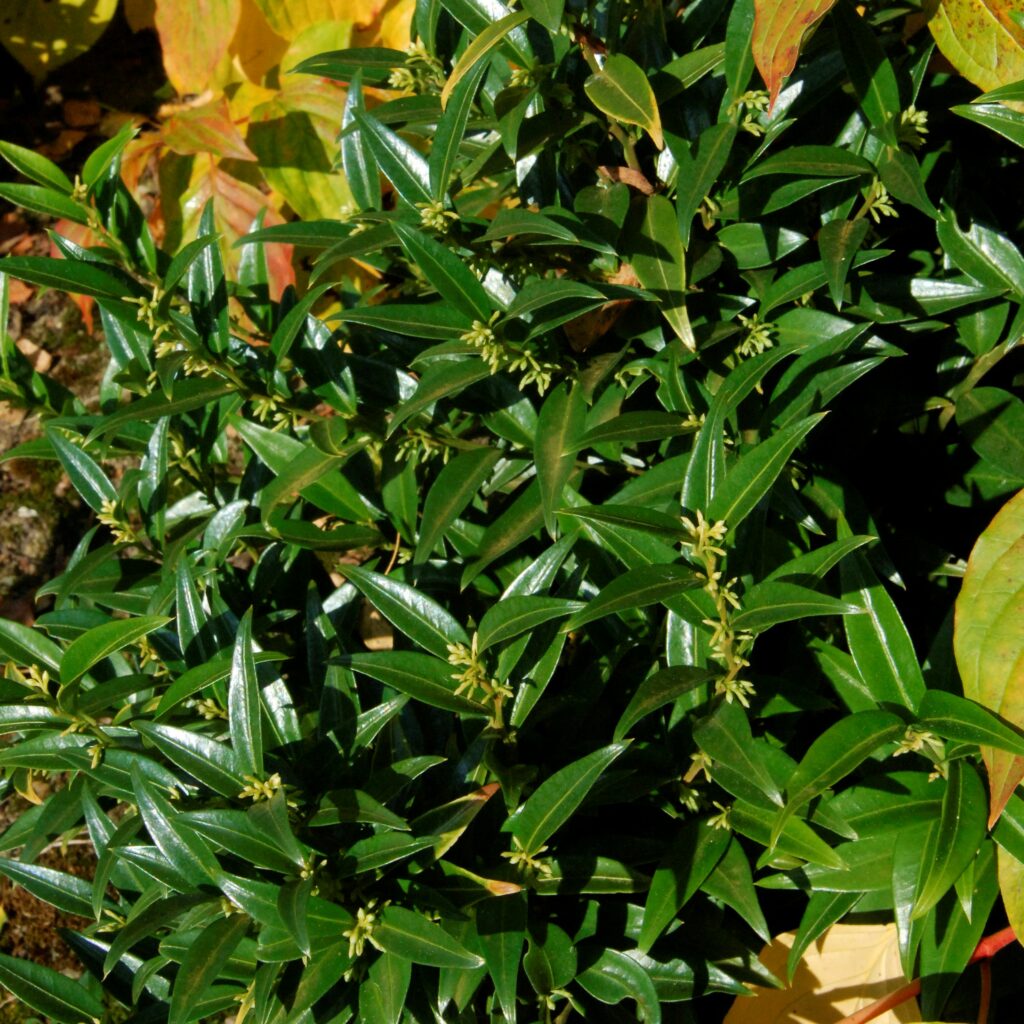 Sarcococca ruscifolia ‘Dragon Gate’ 2L 5023242345376 2