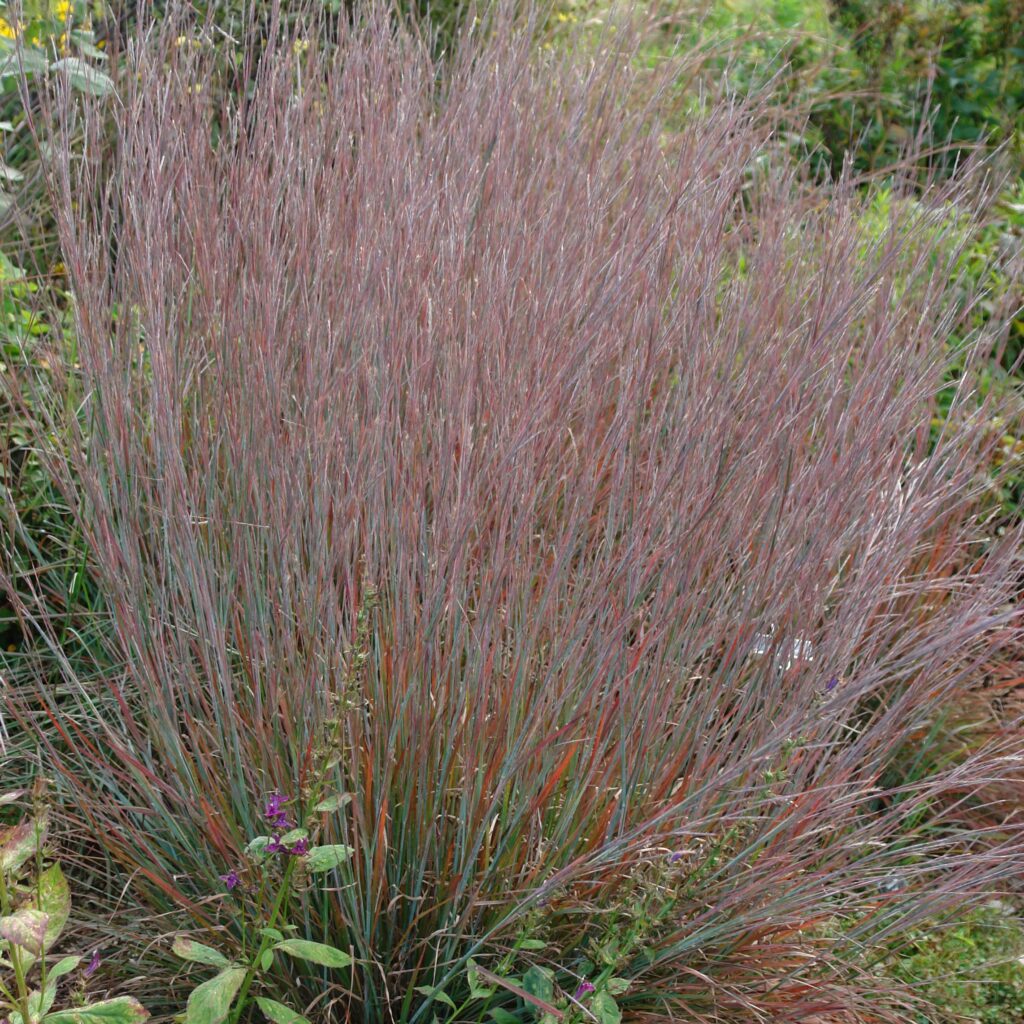 Schizachyrium scoparium ‘Standing Ovation’ 3L 5023242385679