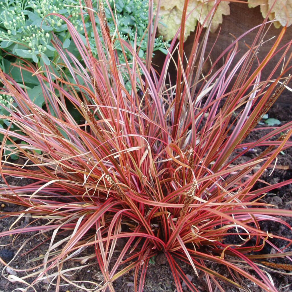 Uncinia rubra ‘Everflame’ 2L 5023242333601