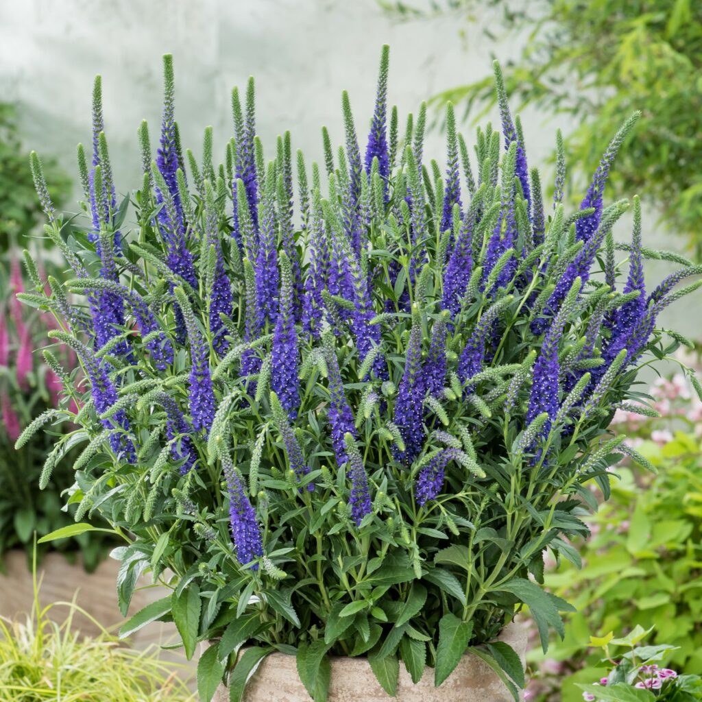 Veronica spicata Anniversary Blue 5023242387666