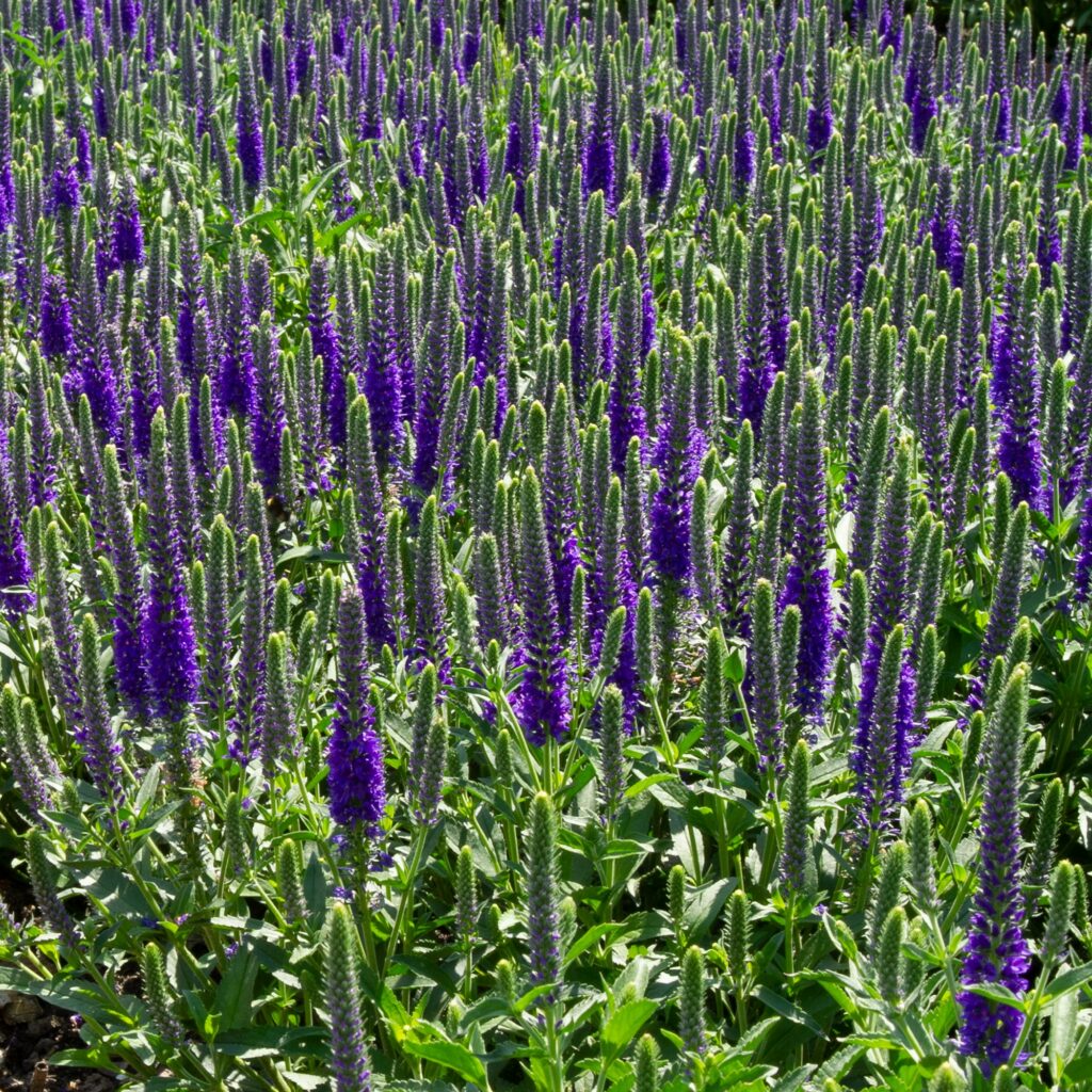 Veronica spicata Anniversary Blue 5023242387666