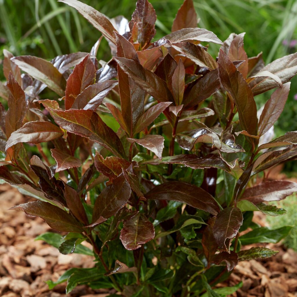 Viburnum odoratissimum ‘Coppertop’ 3L 5023242385310 2