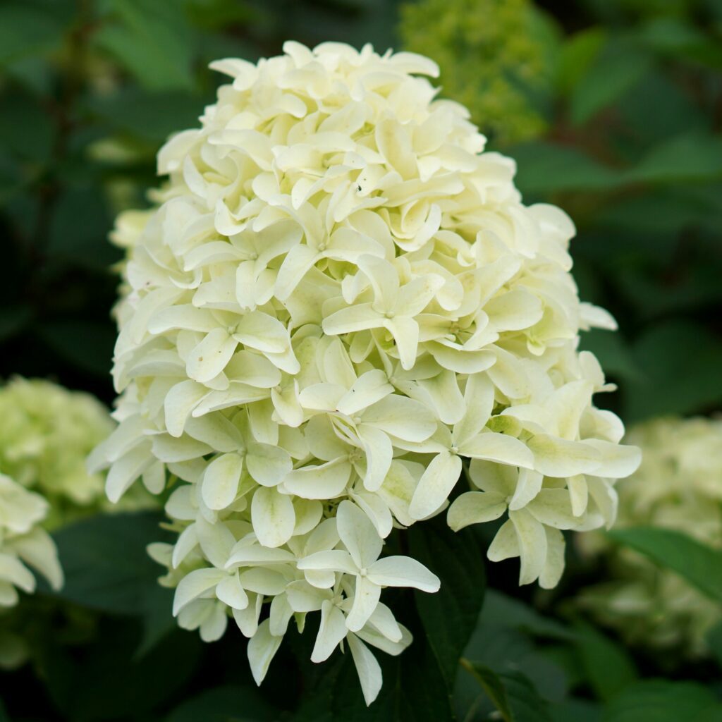 Hydrangea paniculata ‘Skyfall’ 3L 5023242379920