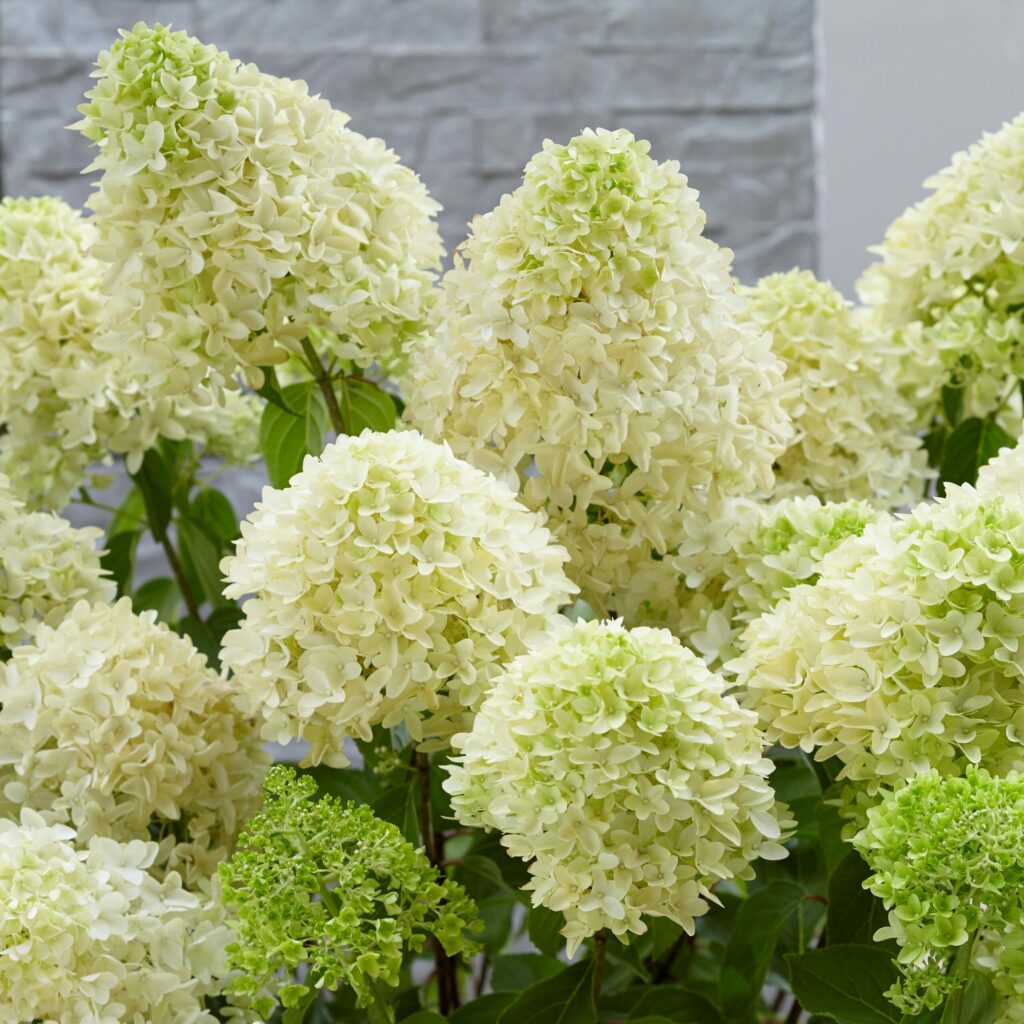Hydrangea paniculata ‘Skyfall’ 3L 5023242379920