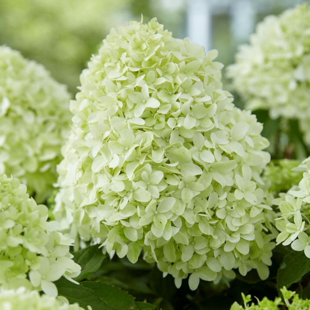 Hydrangea paniculata ‘Little Spooky’ 3L 5023242381824