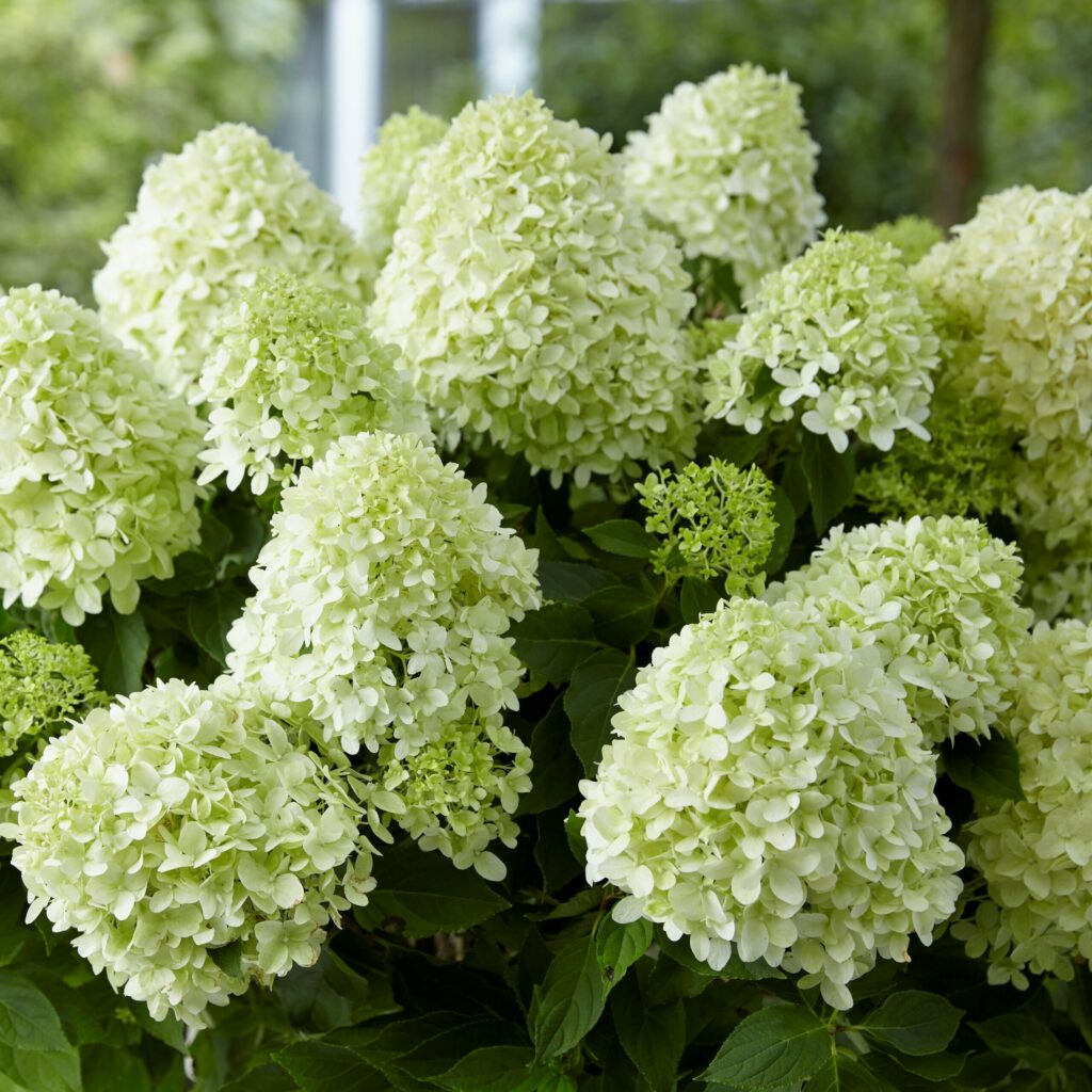 Hydrangea paniculata ‘Little Spooky’ 3L 5023242381824