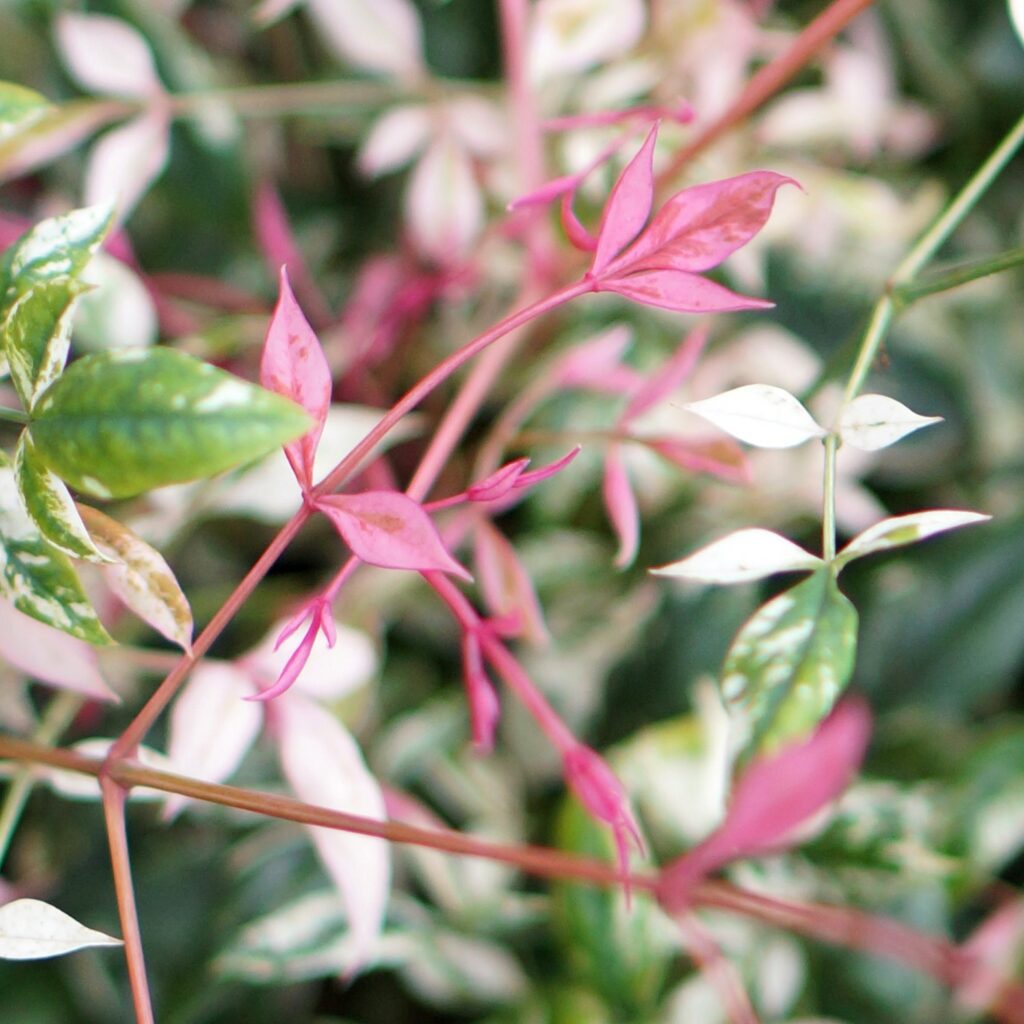 Nandina domestica ‘Twilight’ 3L 5023242379456 2