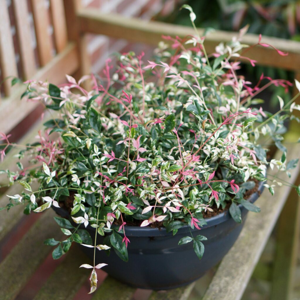 Nandina domestica ‘Twilight’ 3L 5023242379456 2