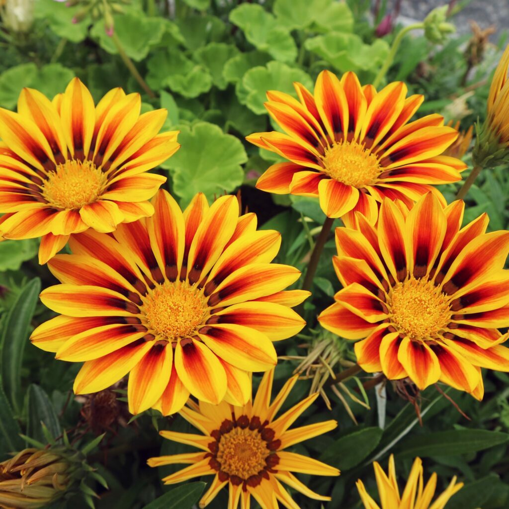 Gazania ‘Tiger Stripes’ 2L 5023242388236