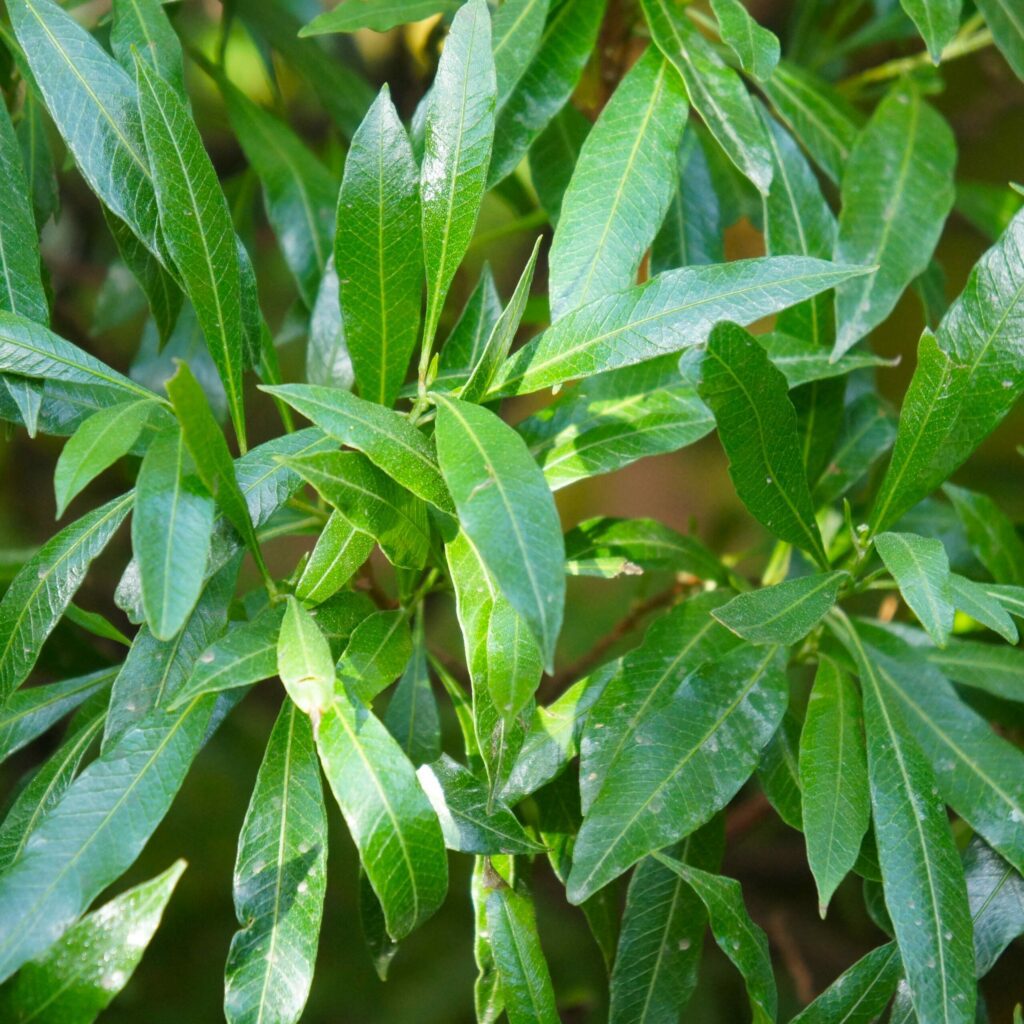 Prunus laurocerasus ‘Caucasica’ 3L 5023242385181