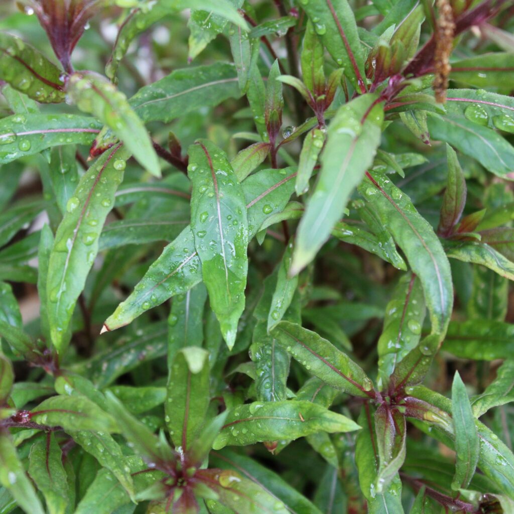 Gaura lindheimeri ‘Whiskers Deep Rose’ 2L 5023242381114