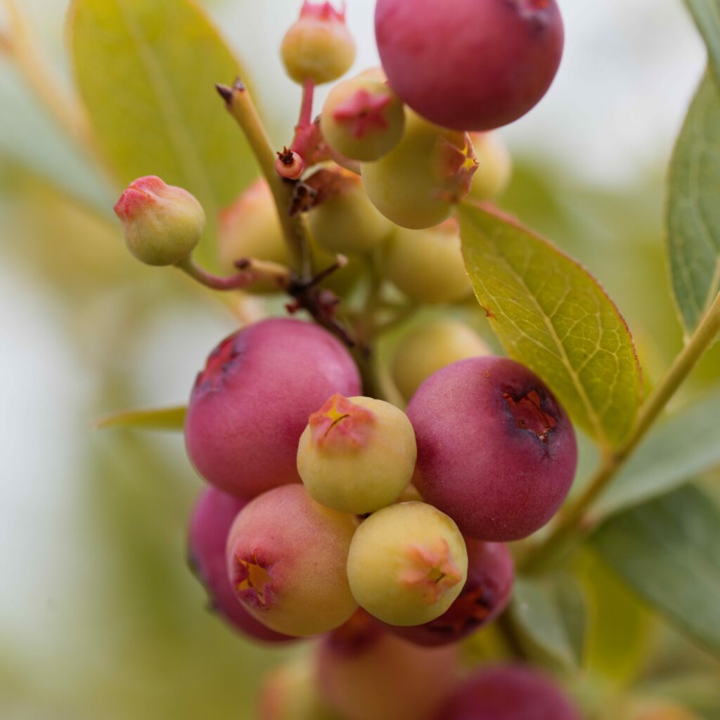 Blueberry Pink 5023242390154 2