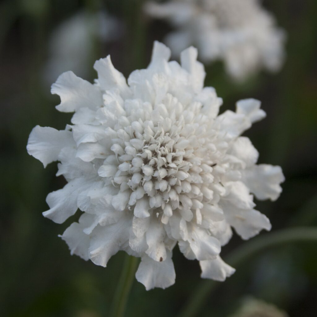Scabiosa columbaria ‘Flutter Pure White’ 3L 5023242381466