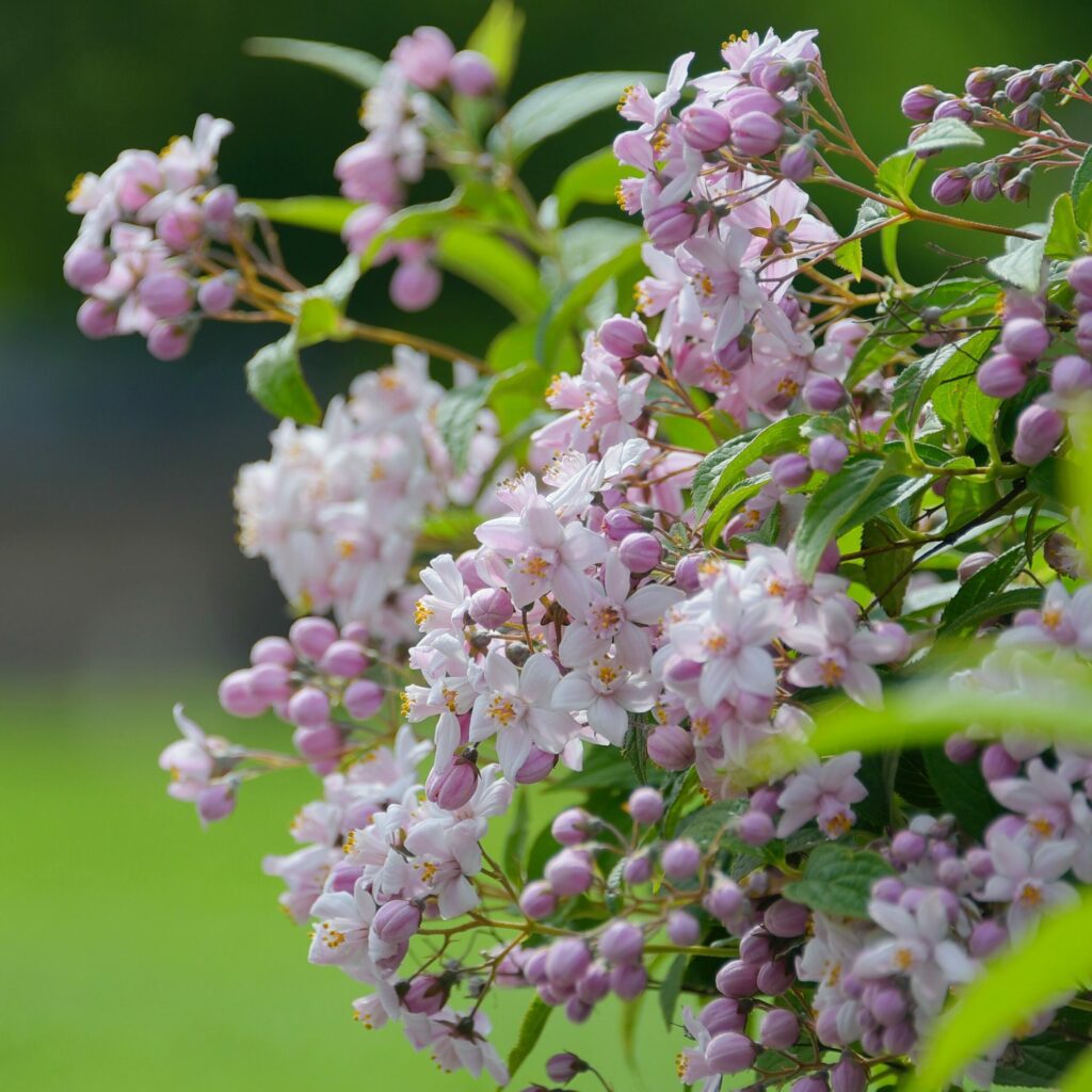 Deutzia hybrida ‘Mont Rose’ 3L 5023242388021