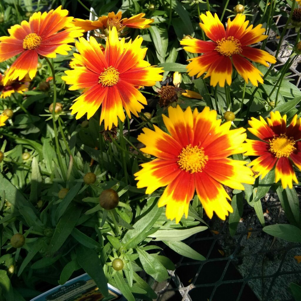 Coreopsis ‘Uptick Gold and Bronze’ 3L 5023242388052