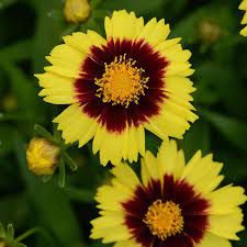 Coreopsis ‘Uptick Yellow and Red’ 3L 5023242391380