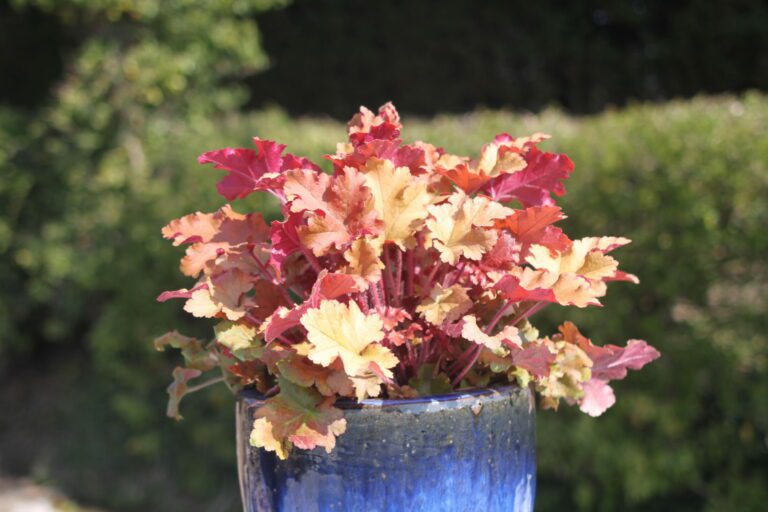 How To Care For New Outdoor Plants