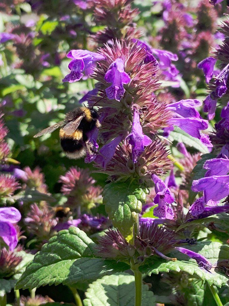 Nepeta | Plant Profile