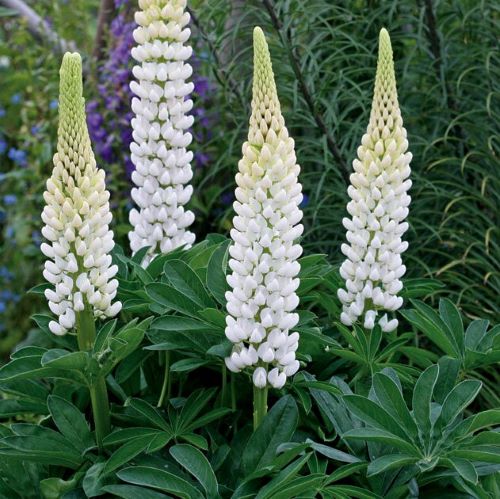 Lupinus polyphyllus ‘Legendary White Shades’ 3L 5023242384382