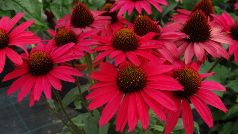 Echinacea | Plant Profile