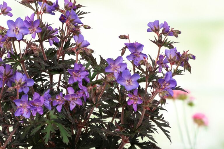 Geranium 'Storm Cloud' | New Plant