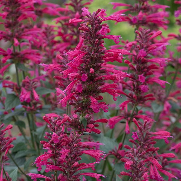 Agastache ‘Morello’ 3L 5023242381411