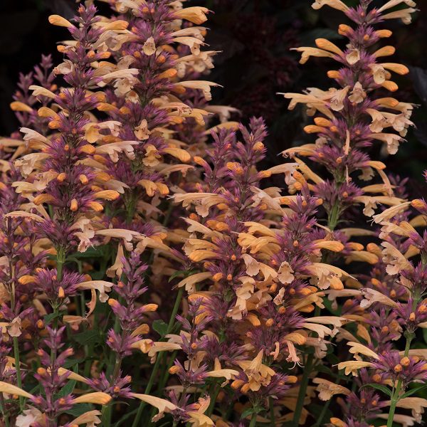 Agastache ‘Peachie Keen’ 3L 5023242381428