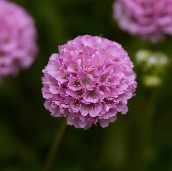 Armeria pseudarmeria ‘Sweet Dreams’ 2L 5023242381091