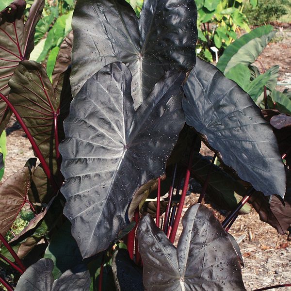Colocasia esculenta ‘Diamond Head’ 3L 5023242384269
