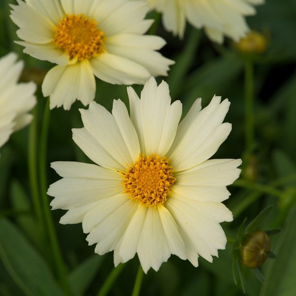 Coreopsis ‘Uptick Cream’ 3L 5023242388038